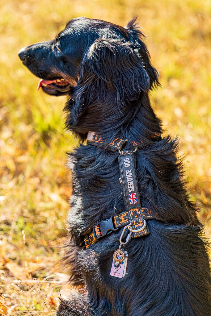Close-up of a black assistance dog wearing a service harness in a sunny field