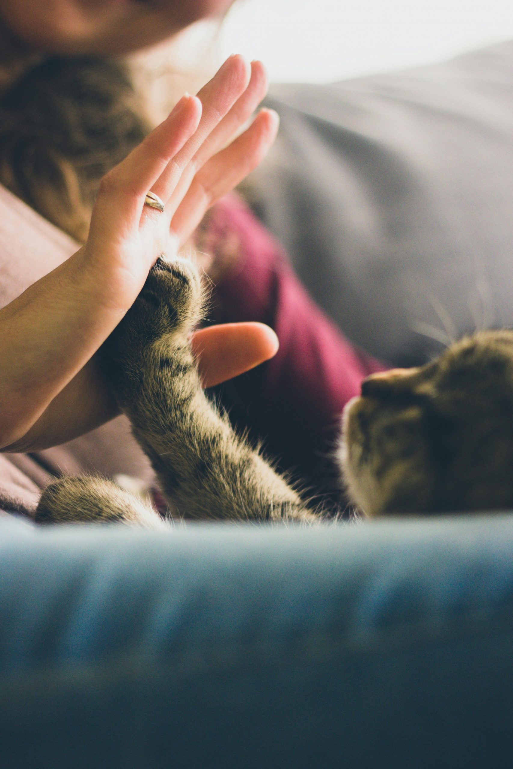 Close-up of a human hand gently touching a cat’s paw, showing a calm and comforting moment.